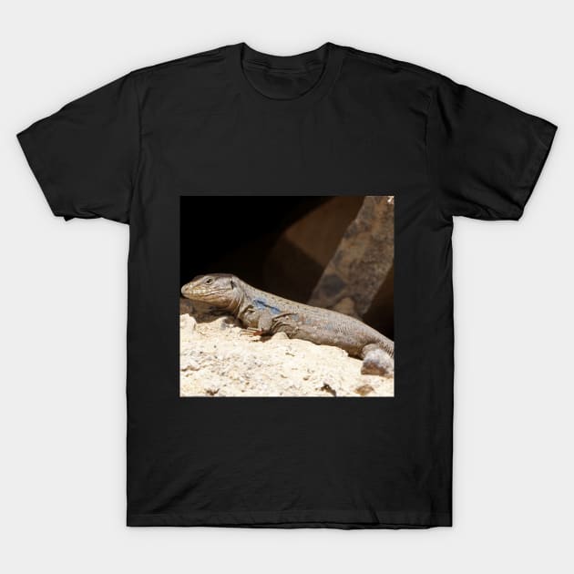 Gallotia Galloti (Male Tenerife Lizard) T-Shirt by Nicole Gath Photography